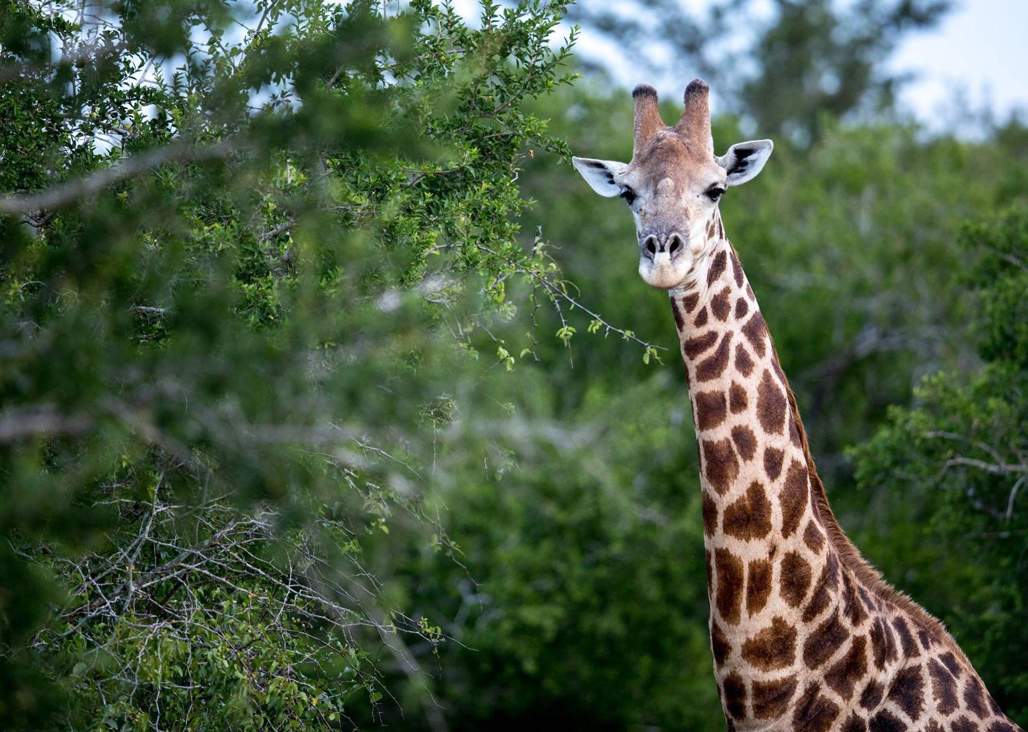 Royal Thonga Safari Lodge Sihangwane Extérieur photo